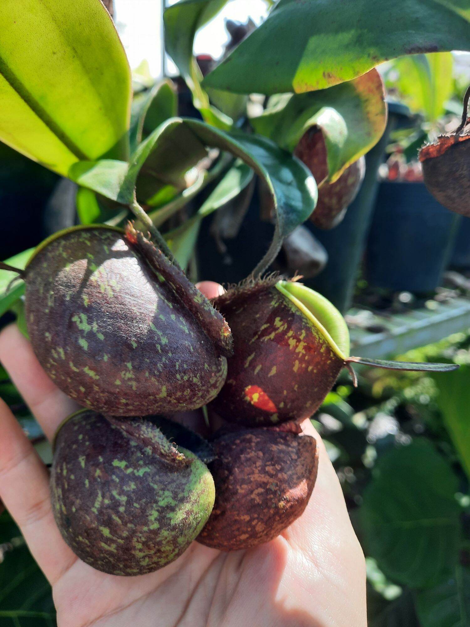 Nắp ấm Ampu các loại
