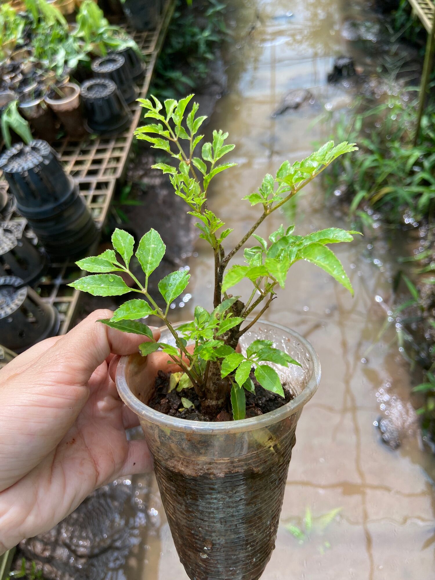 Combo 5 cây giống sâm đinh lăng