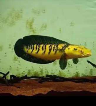 Cá lóc vảy rồng vàng Yellow Riao size 5-6cm
