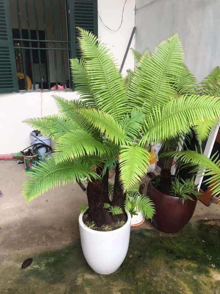 Dương xỉ cổ đại size 20cm nhiều đầu