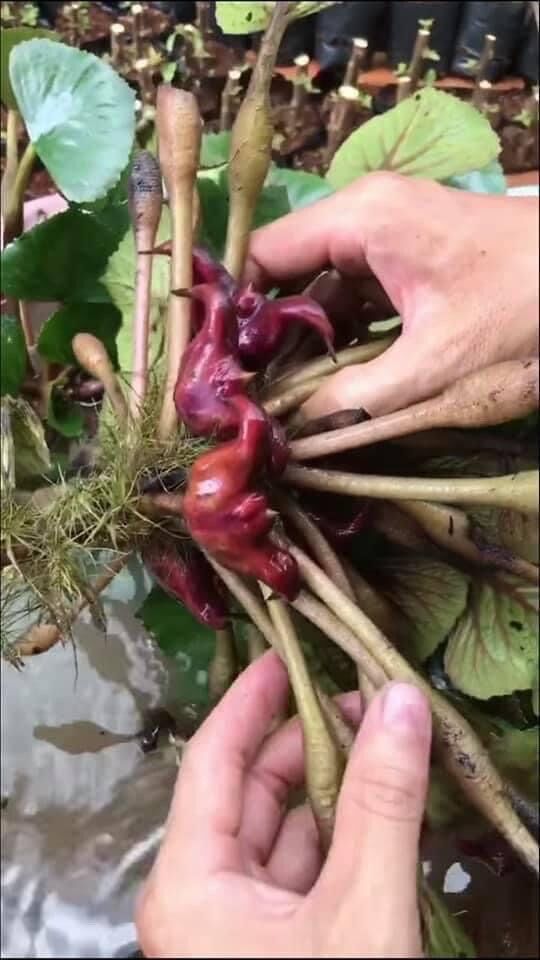 Cây ấu giống