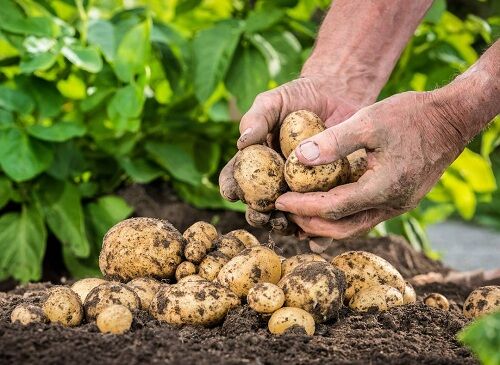 Canxi Bo - thối trái - nứt trái -  nhập khẩu từ Đức