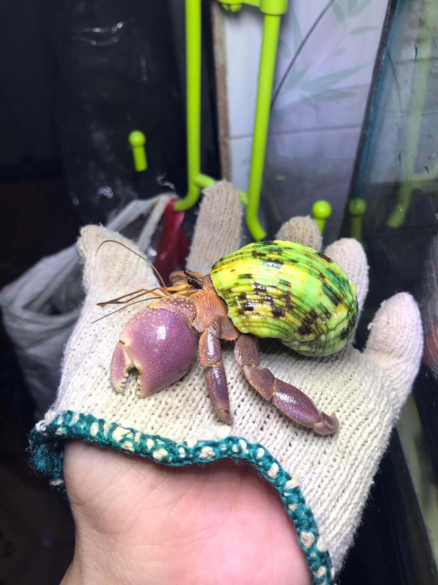 "Mô hình sốngin Ố.c mượn hồn Brevi size S+,M