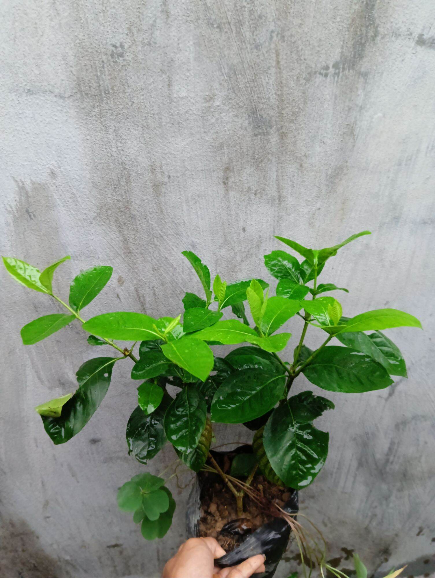 Cây bạch thiên hương