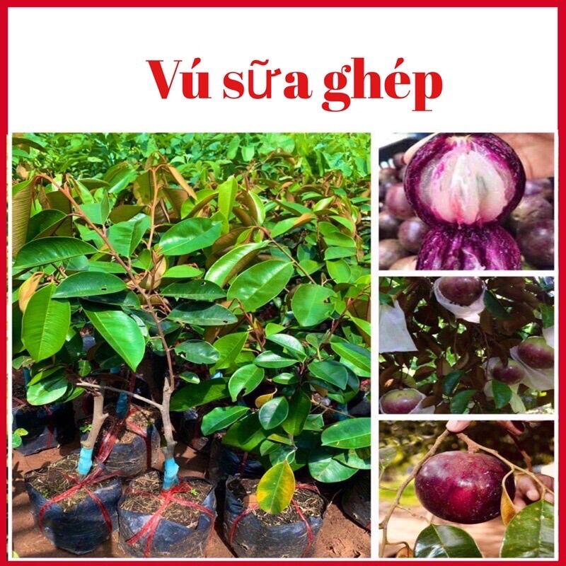 Cây vú sữa