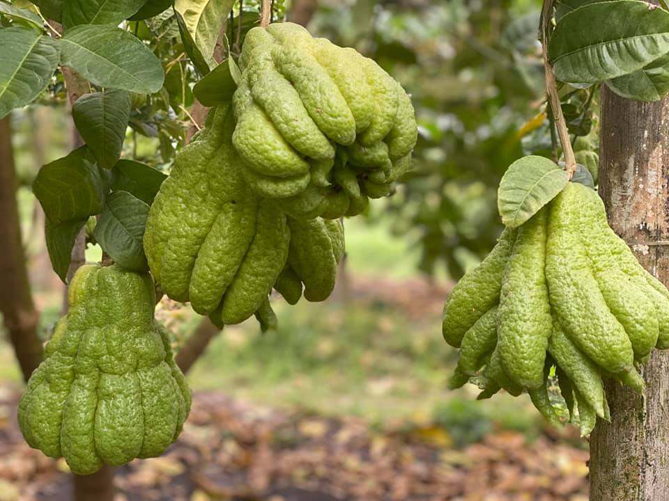CÂY GIỐNG PHẬT THỦ GHÉP
