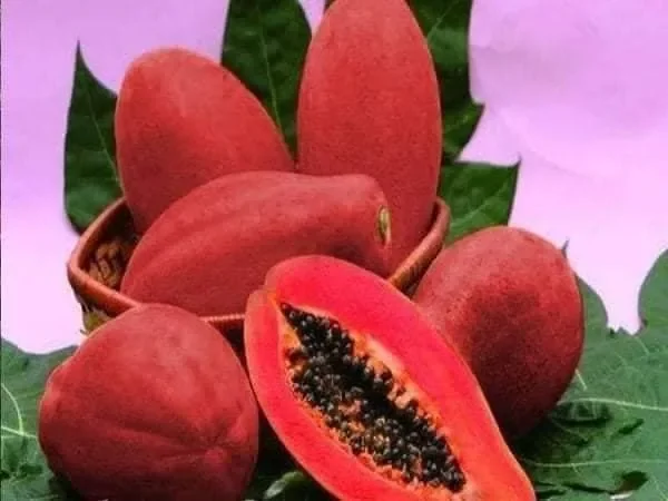 Hạt đu đủ vỏ đỏ 10 hạt giống  nhập