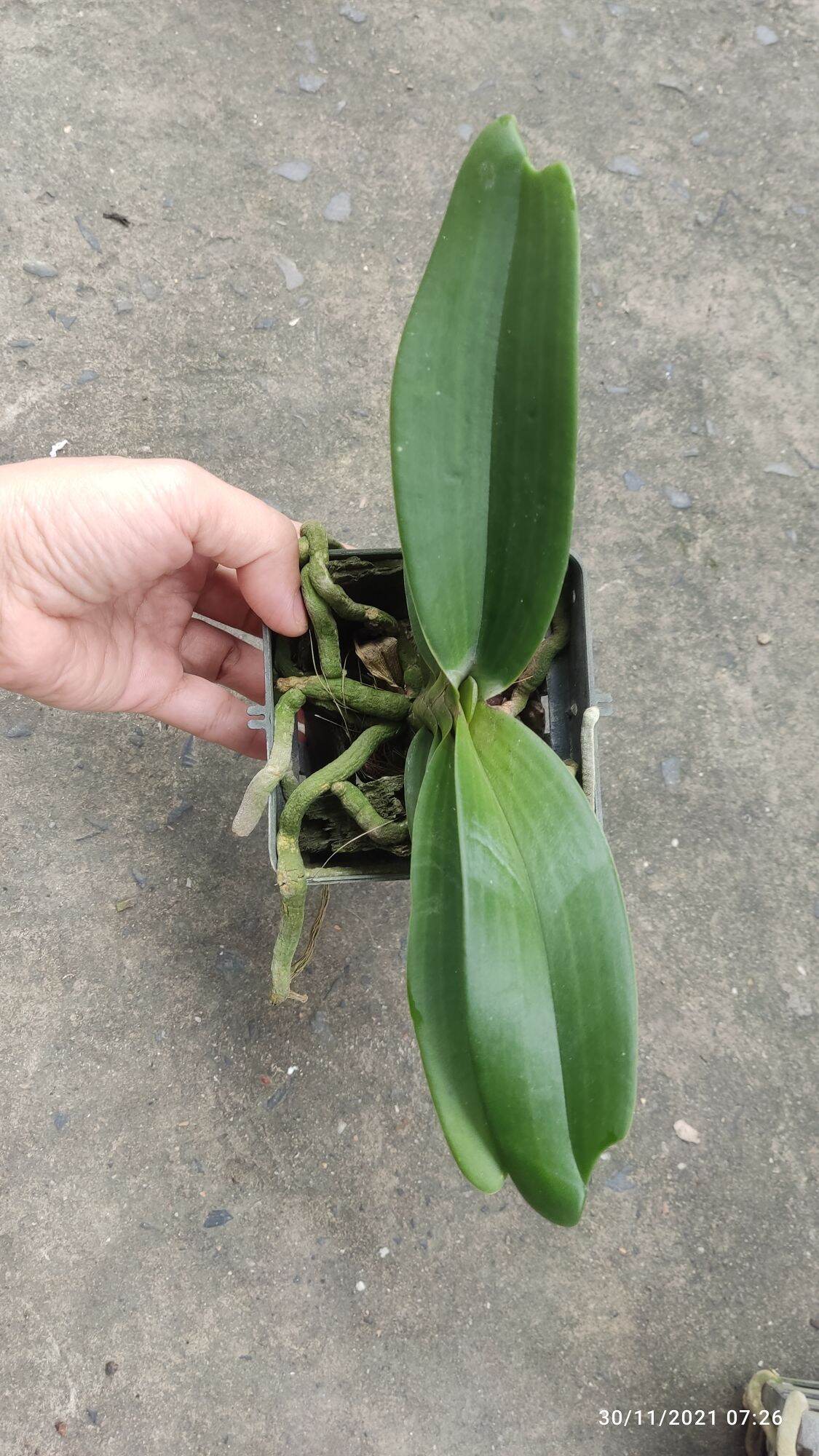 Ngọc điểm lá mít cây năm 2