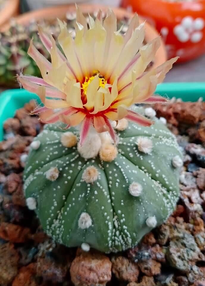 Xương rồng Aster hàng hạt size 5-8cm đang nụ