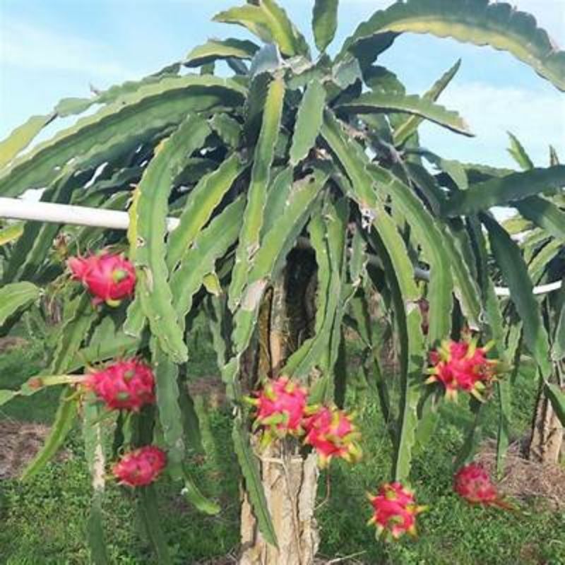 2 cây thanh long ruột đỏ có rễ bầu đất
