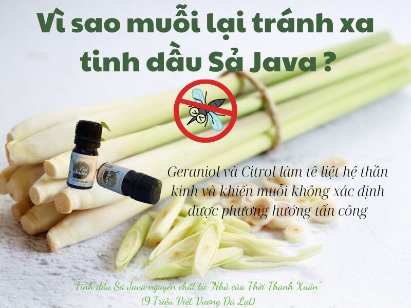 Tinh dầu Sả Java nguyên chất ''Nhà của Thời thanh xuân''
