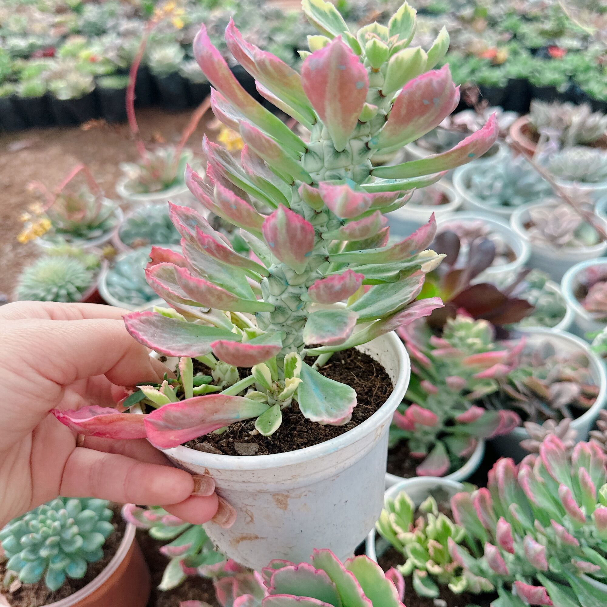Sen đá ngọc kỳ lân size trung 5-7cm