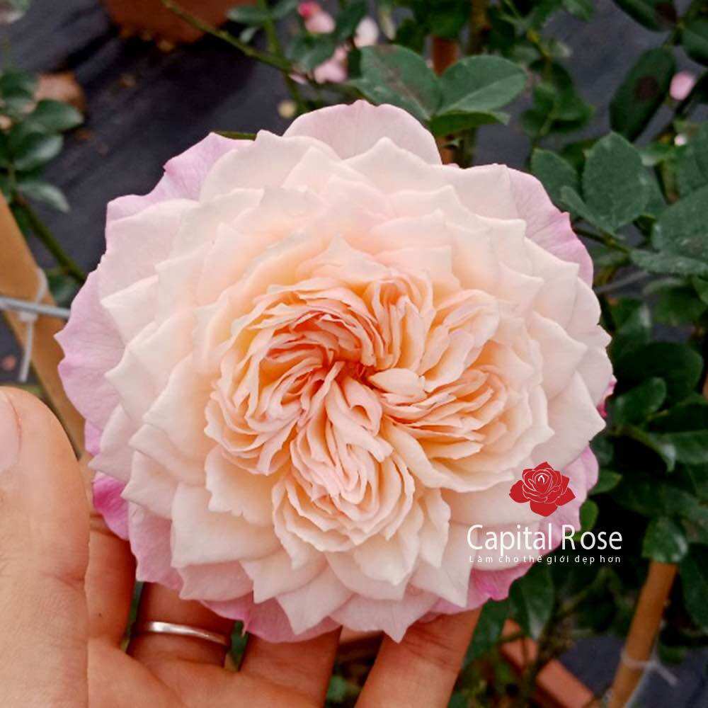 Hoa hồng leo Constance Rose - hoa chùm