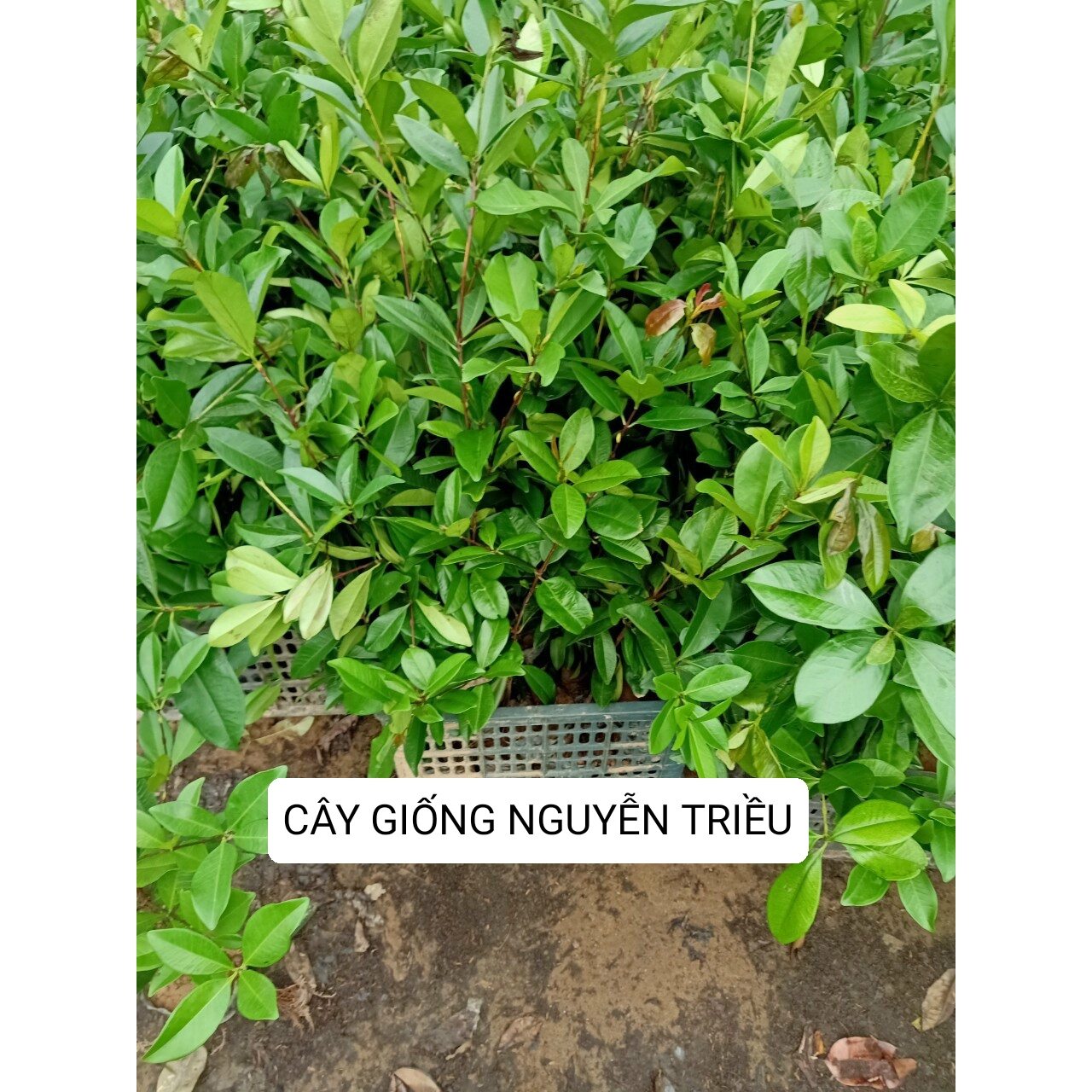CÂY GIỐNG CHERRY BRAZIL CAO 50-70CM