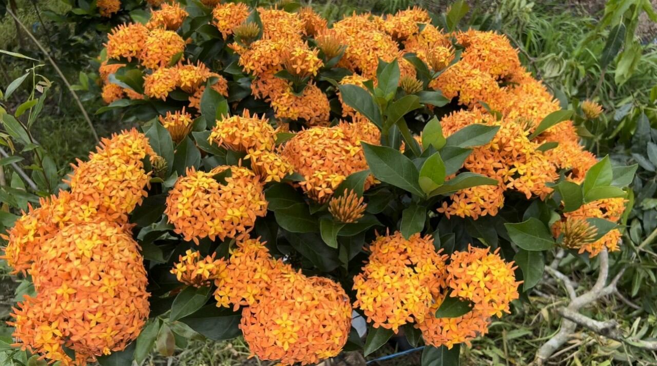 Mỹ cam