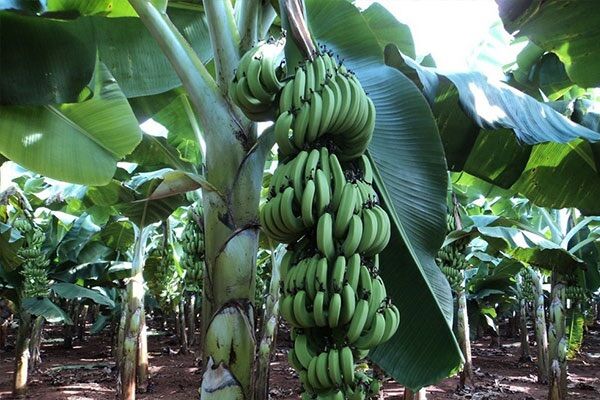 Cây chuối già hương - siêu trái