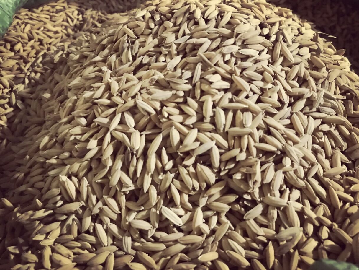 LÚA (THÓC) CHẮC HẠT CHO CHIM/GÀ(1KG)