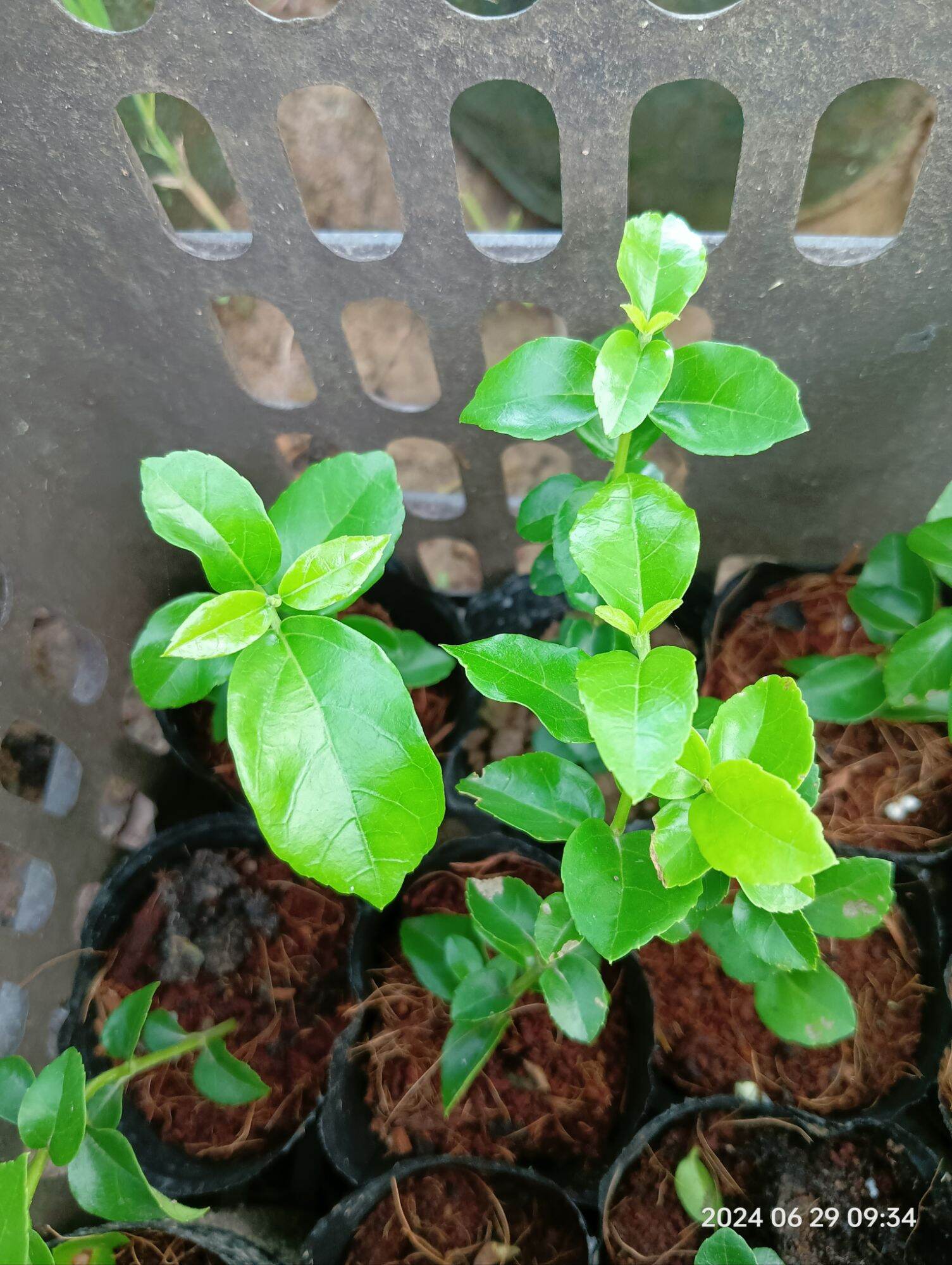cây giống sam hương làm bonsai mini