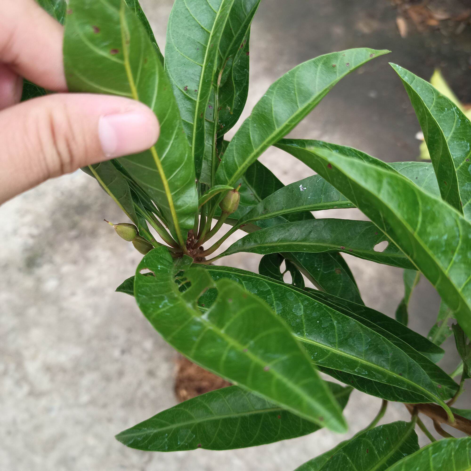 Cây giống lê ki ma thái
