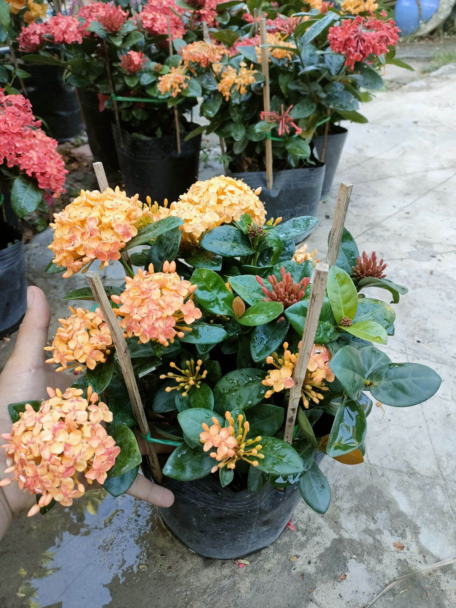 Chậu bông trang tàu ( mẫu đơn tàu )