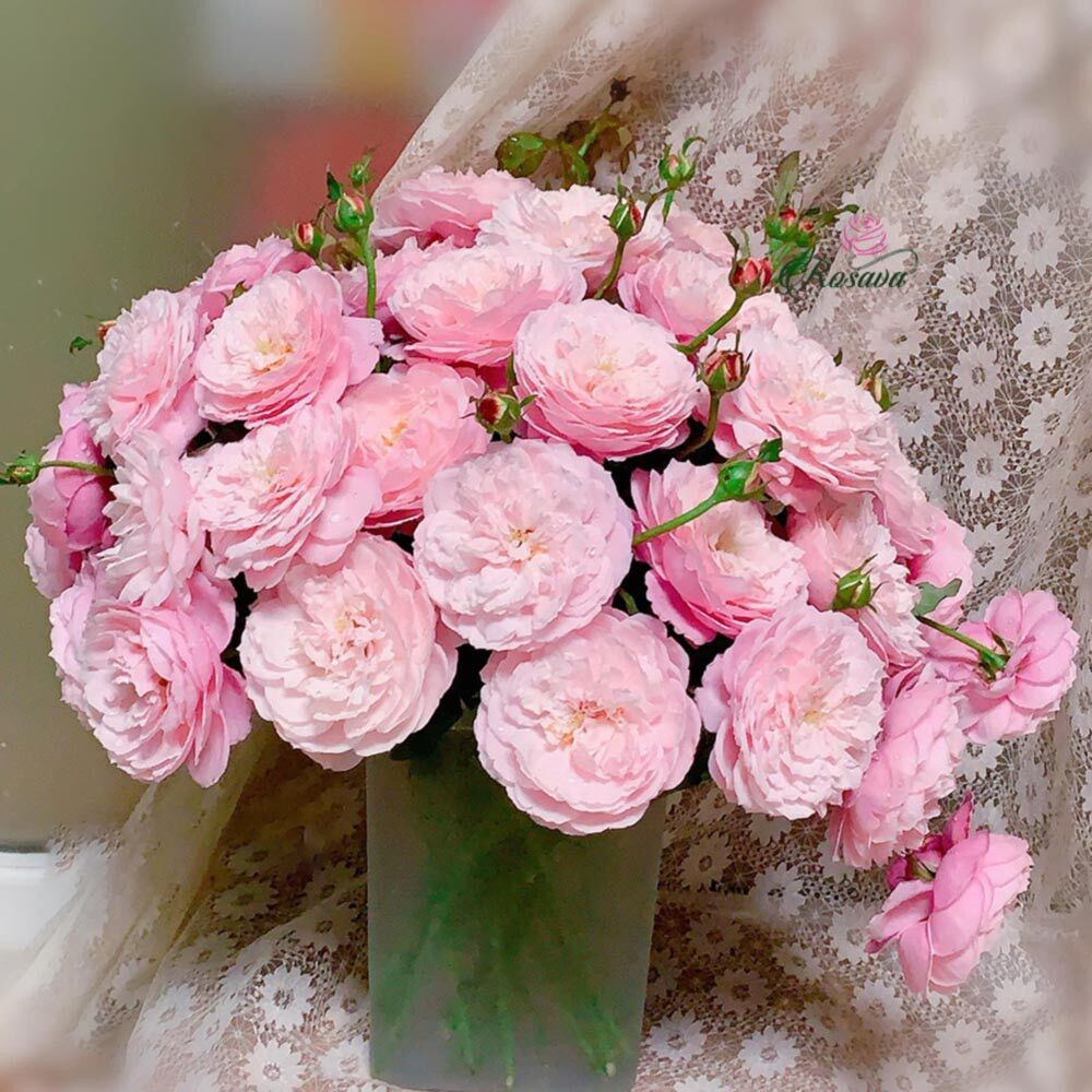 Hoa hồng Plume Rose (Leo) - form cánh cúp