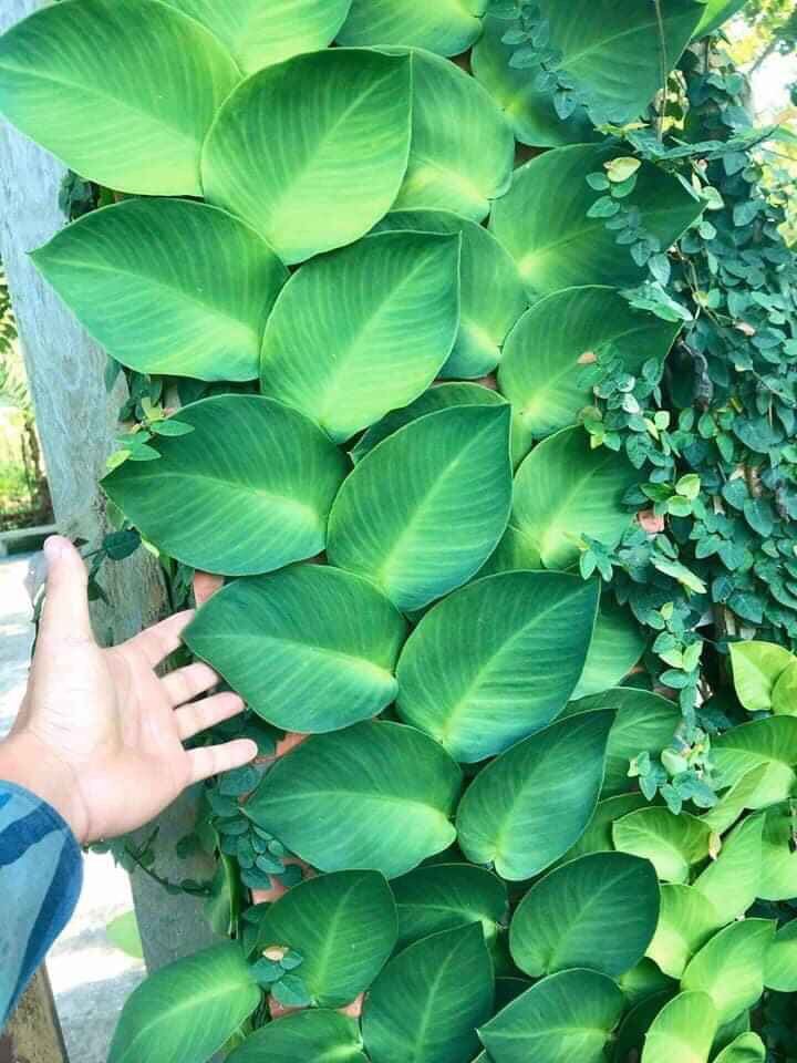 Cây Dây Kắt Kè Leo Tường