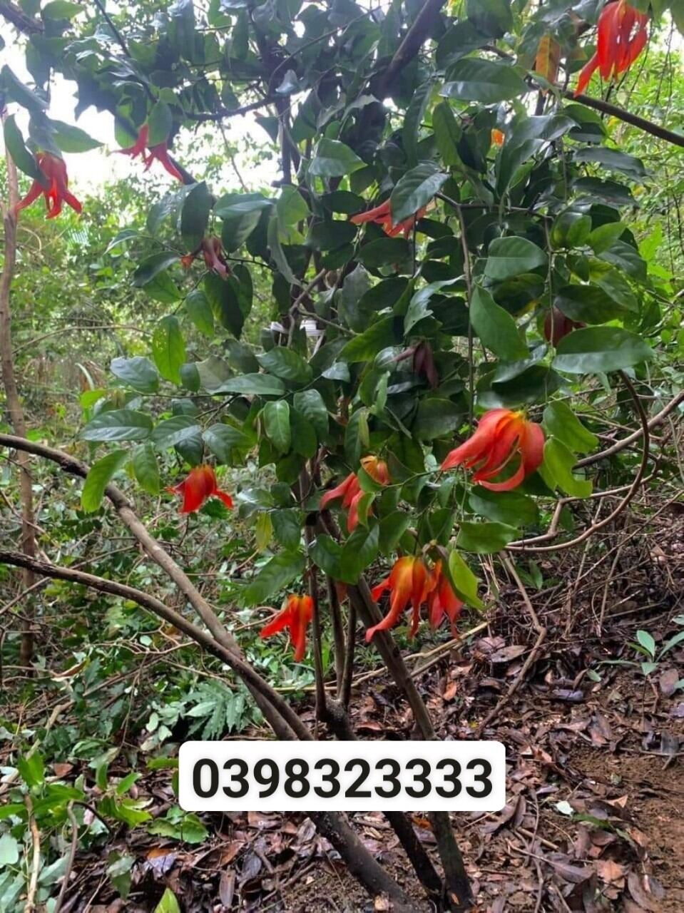 Cây giống hoa dẻ đỏ