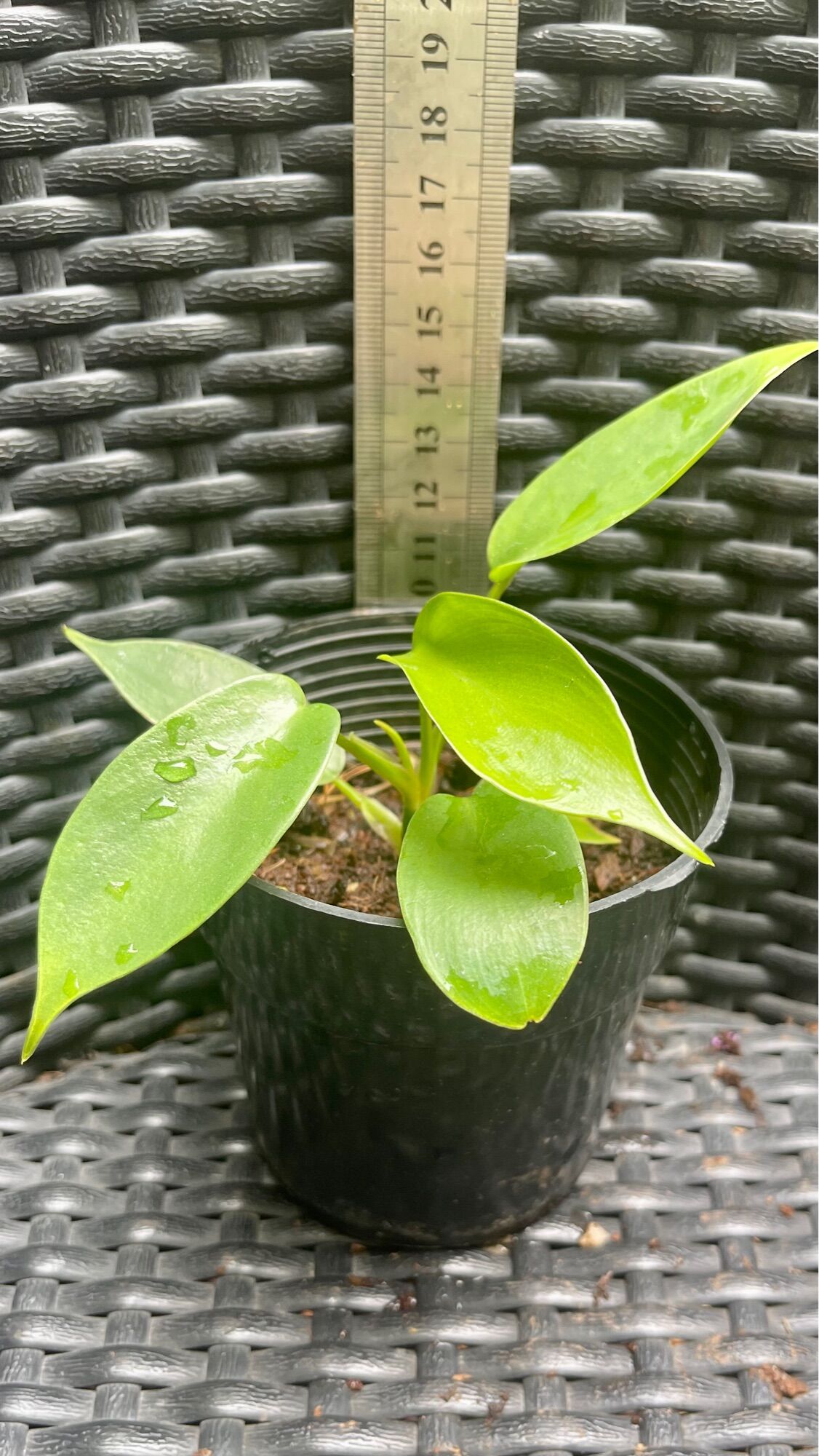 Cây trầu bà cánh én philodendron florida beauty