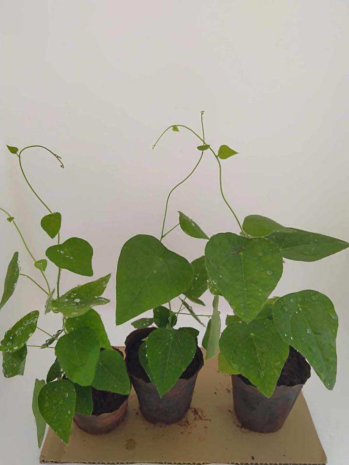 Cây giống sâm lông (làm thạch sương sâm)