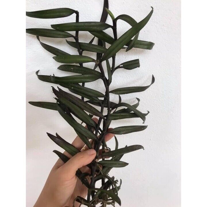 Hoa Lan Phượng vĩ sỉ 2k( set 5 cây )