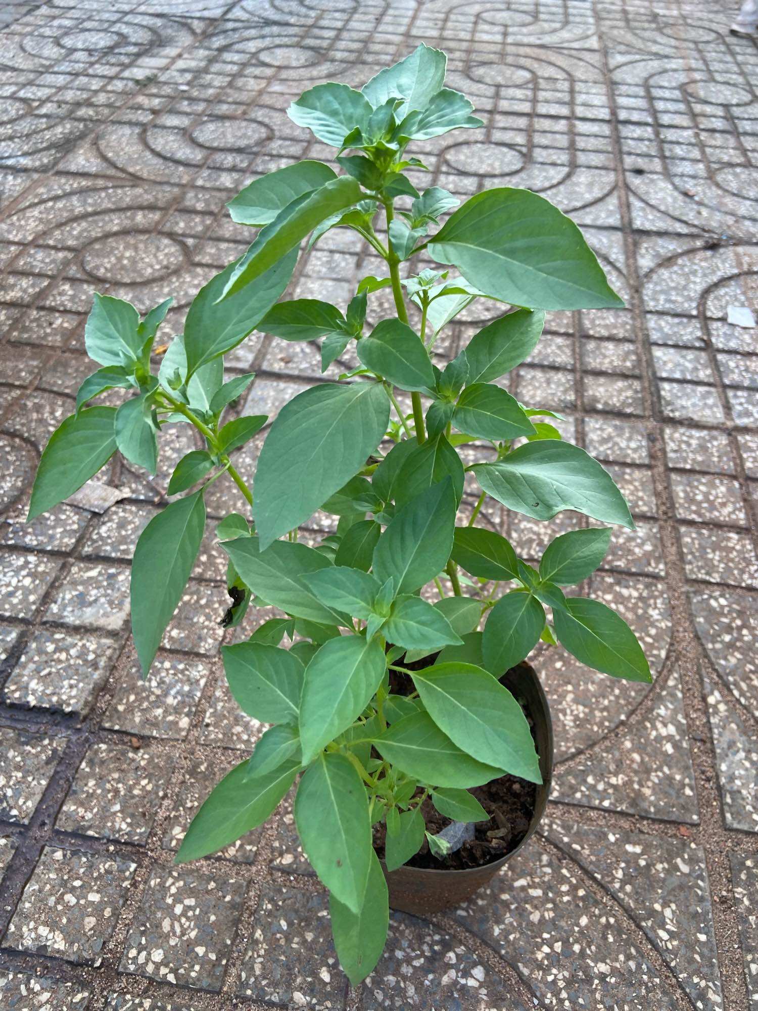 Hạt giống lá é (é trắng, rau thơm mùi xả) gói 5gram