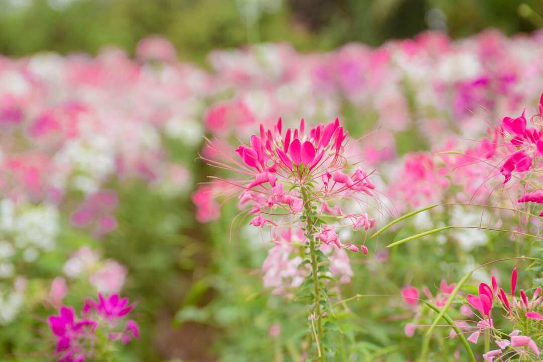 Hạt giống hoa túy điệp (150-200h)