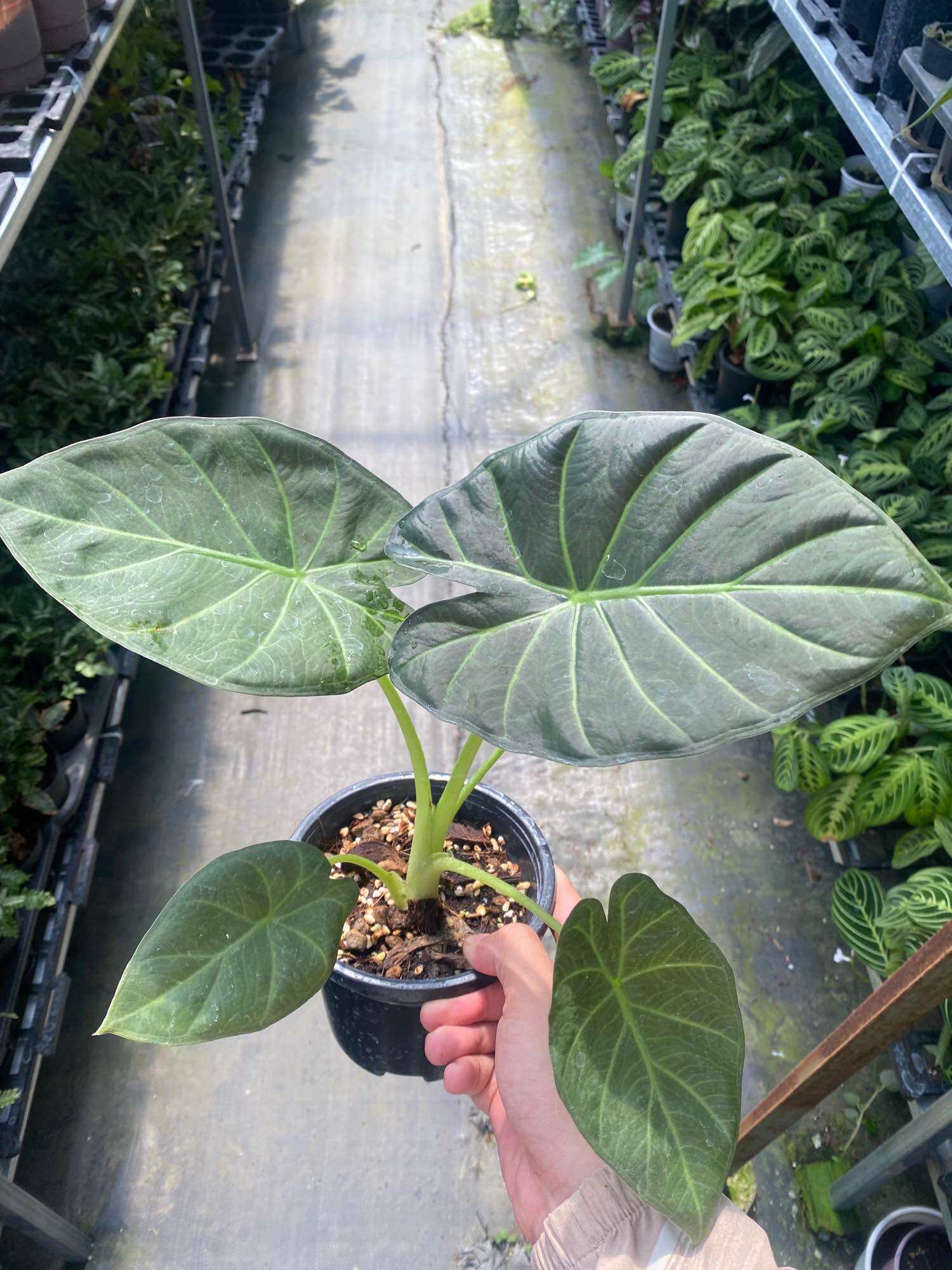 [Giống Mới] Alocasia Alocasia Regal Shield Giống Mới Lá Nhựa Hình Thức Cứng cây hút phong thủy tạo đ