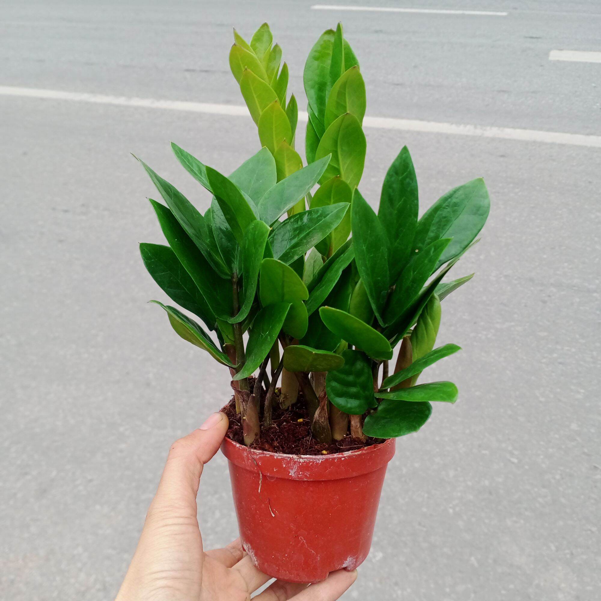 Cây kim tiền mini như hình