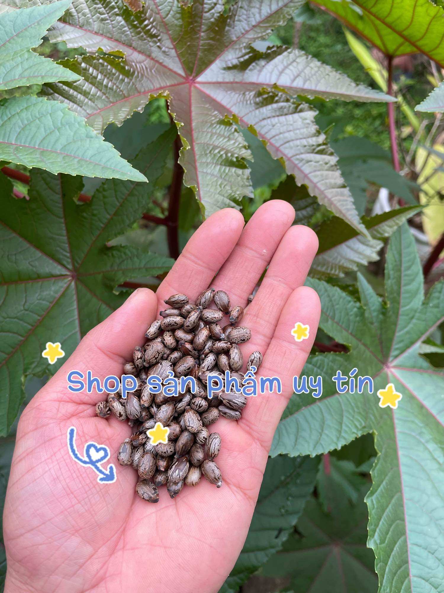 Hạt thầu dầu tía hạt giống tặng thêm 2h