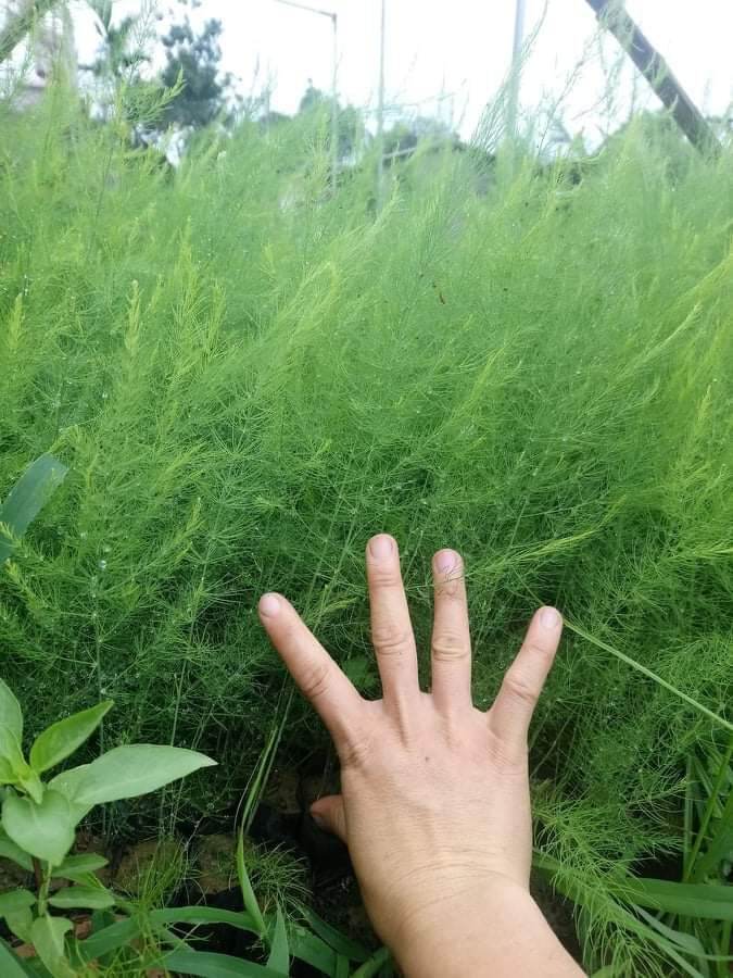 cây măng tây con làm giống(10 cây)