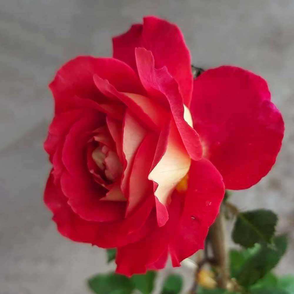 Hoa hồng bán leo Docteurs Massad Rose