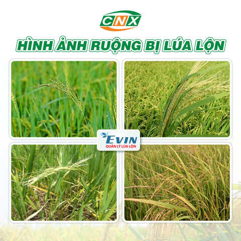 Quản lý lúa lộn Evin