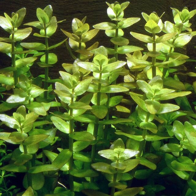 Cây thủy sinh vảy ốc - móng tay