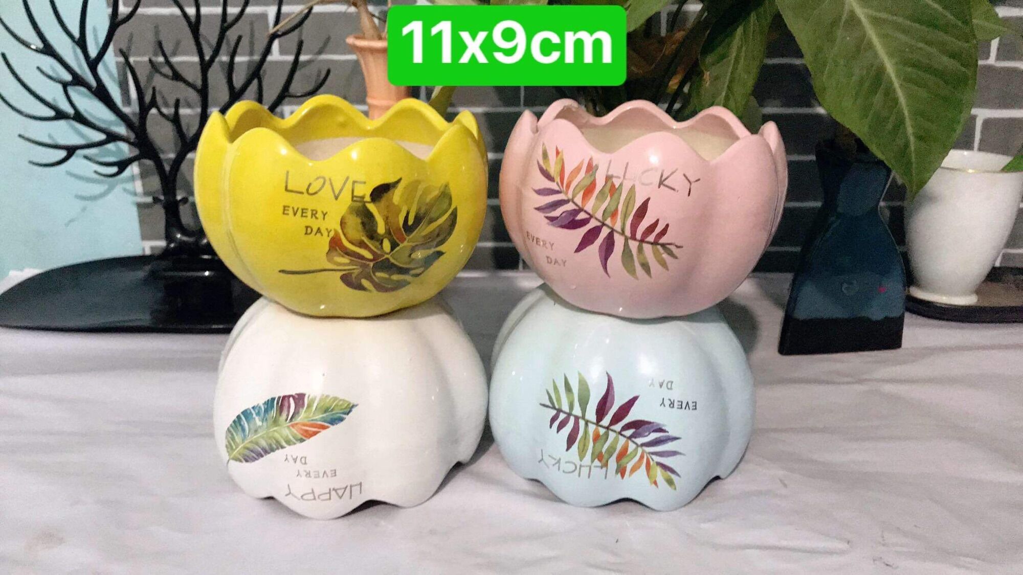 Chậu sứ trồng cây