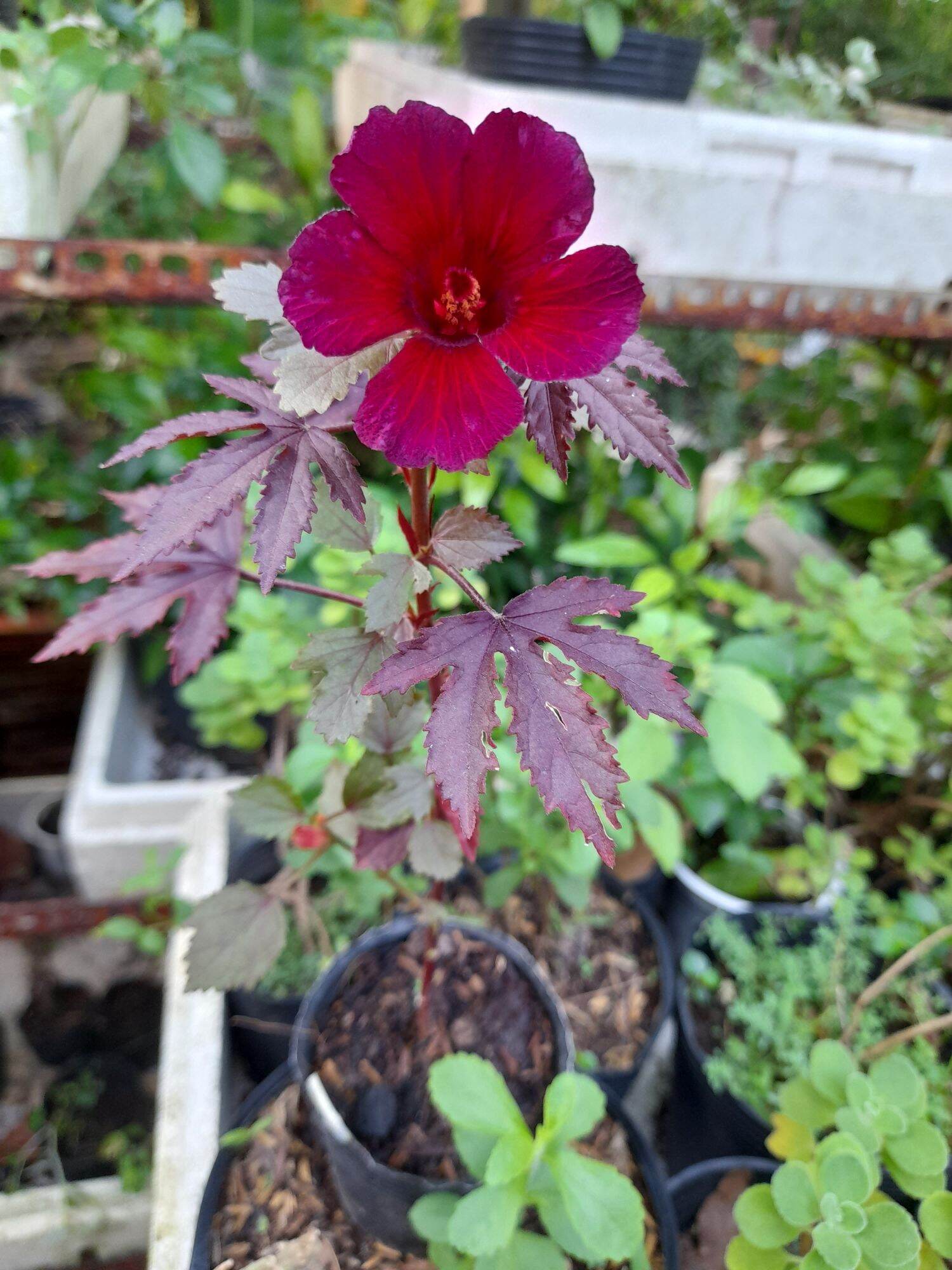 Salad Hibiscus (bụp giấm chua lá đỏ)