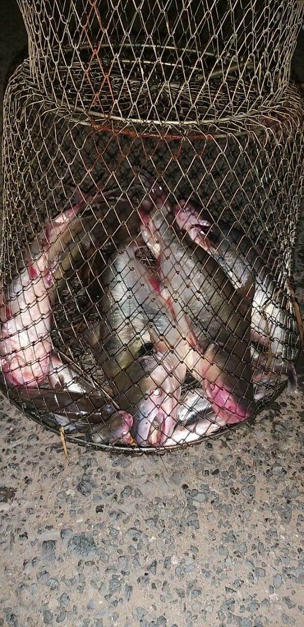 1KG MỒI CÂU CÁ LĂNG CÁ DA TRƠN