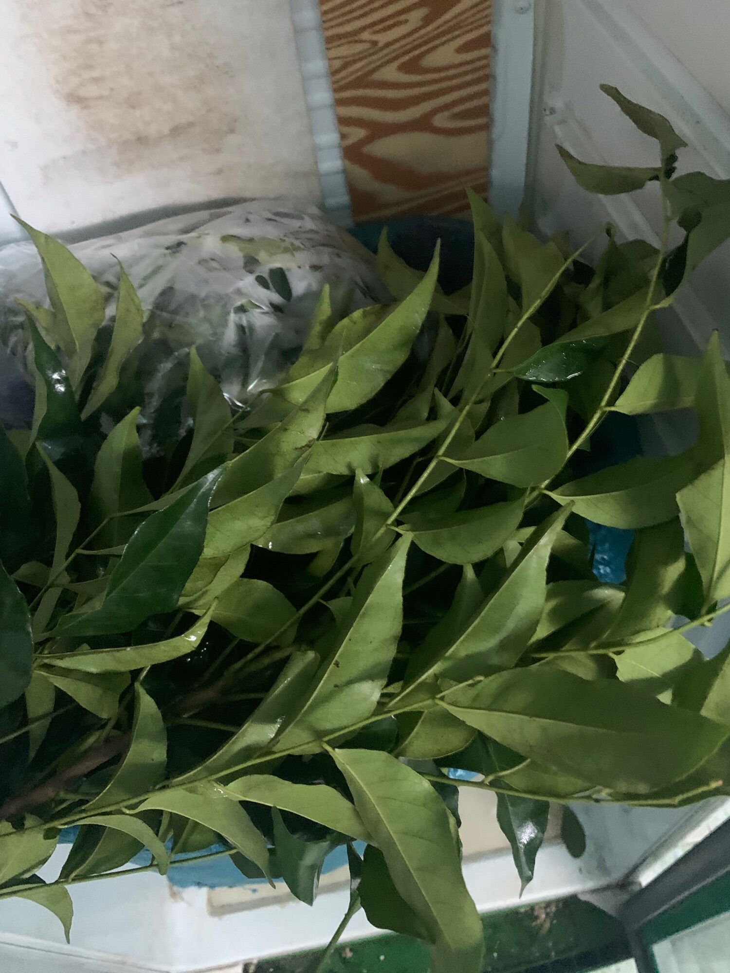 lá mắc mật tươi làm gia vị ướp nướng (đặc sản lạng sơn)