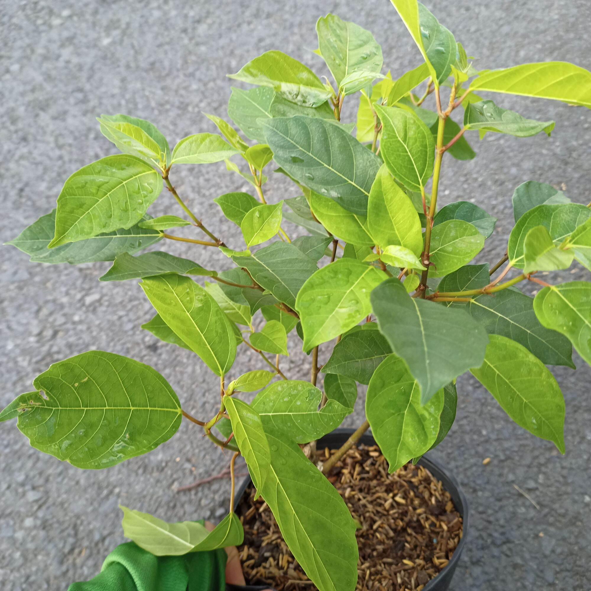 Cây sung nếp ăn trái, cây đang trái
