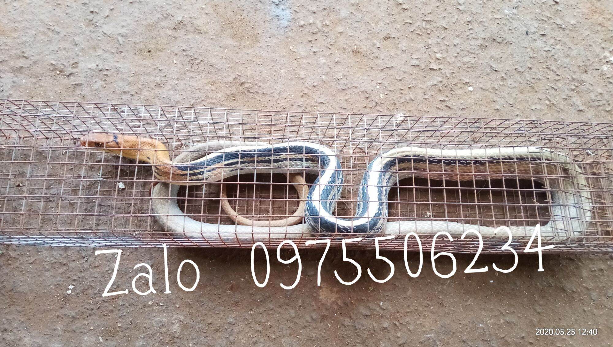 Lồng bẫy rắn 2 hom loại dài 74cm