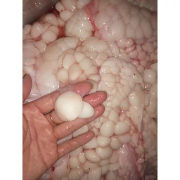 Mở Trăn 0.5l rán nguyên chất