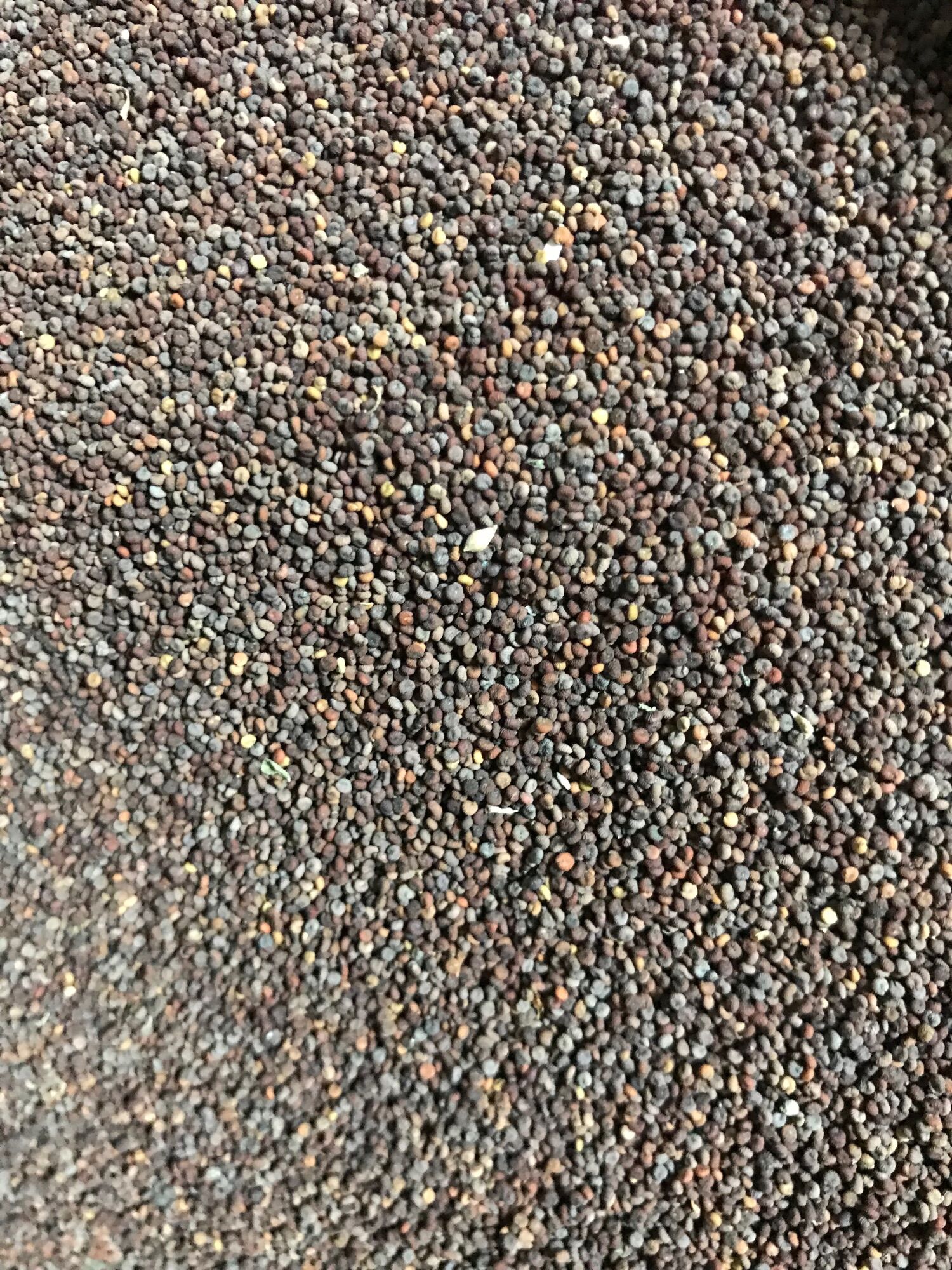 Hạt mần ri hoa vàng 200gr