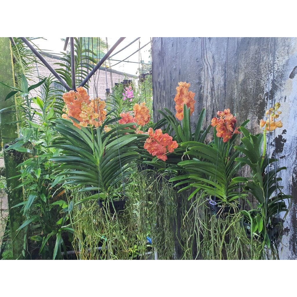hoa lan asco cam van đa lai ngọc điểm 1 cây