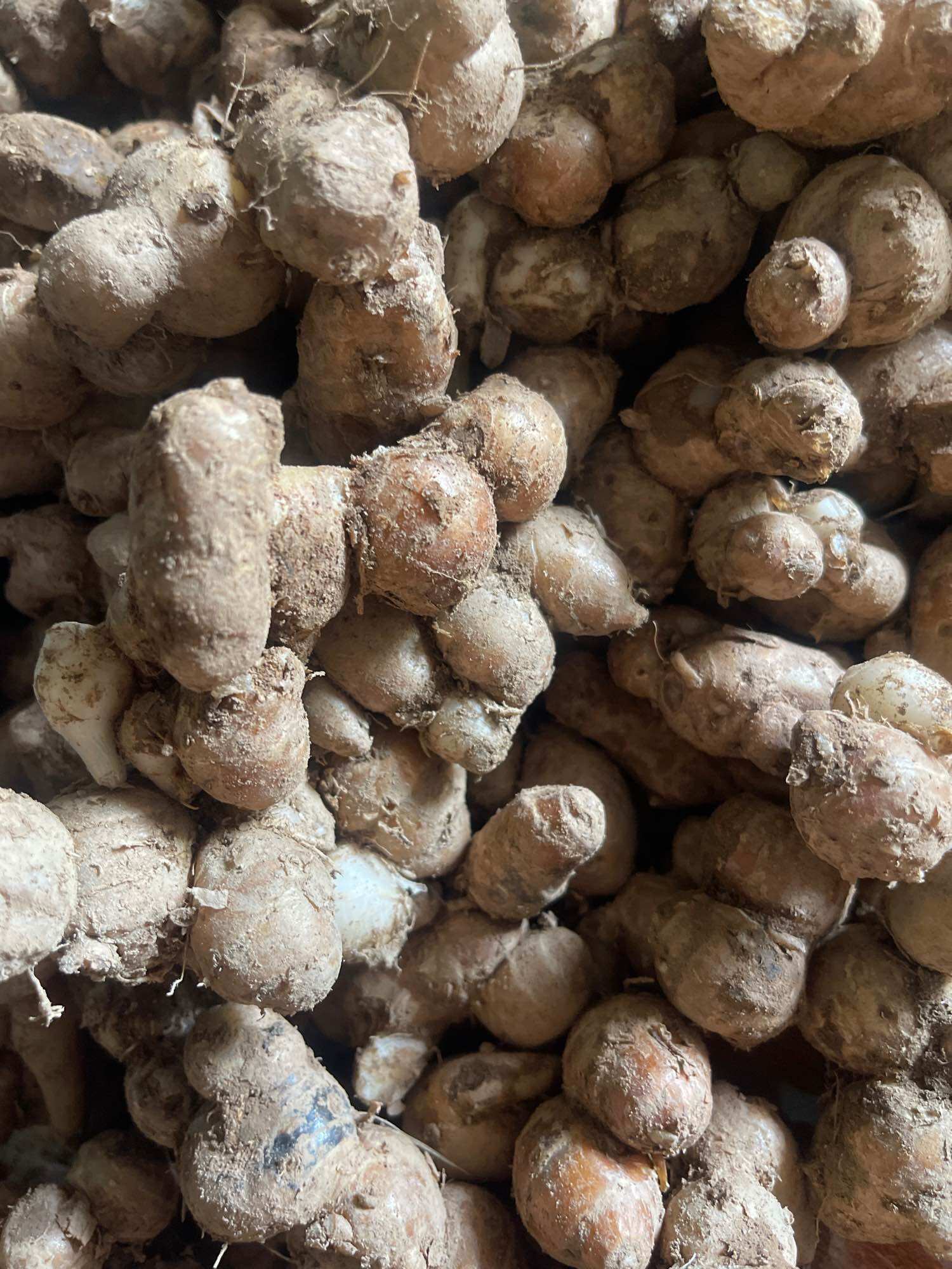 Địa liền tươi 1kg( Củ to, già đều, đã làm sạch sẽ)
