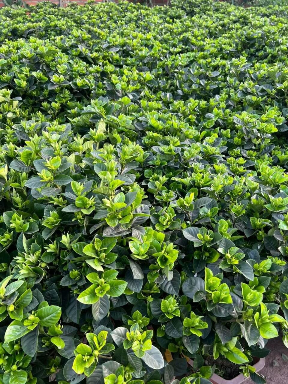 cây hoa lài tiểu thơ